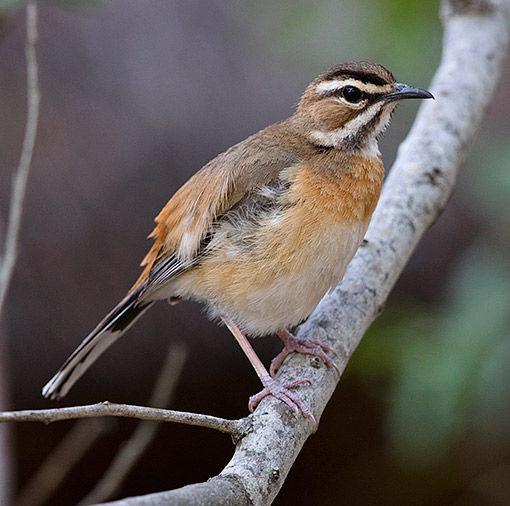 Bearded Scrub-Robin